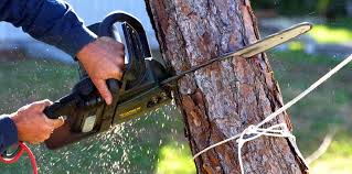 Best Tree Preservation Services  in State Center, IA