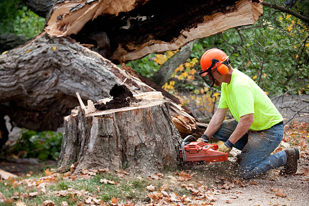 Professional Tree Services in State Center, IA